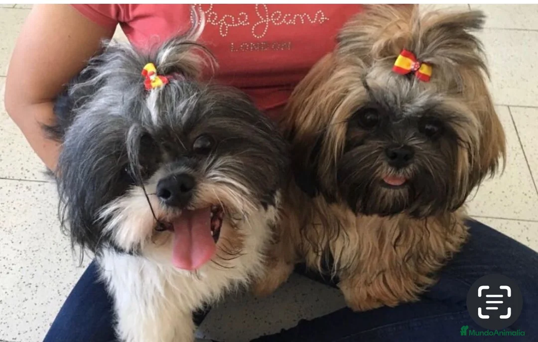 Shih Tzu perros en venta: Machito de shitzu  - Anuncio 1