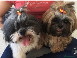 Shih Tzu perros Machito de shitzu - Anuncio 1
