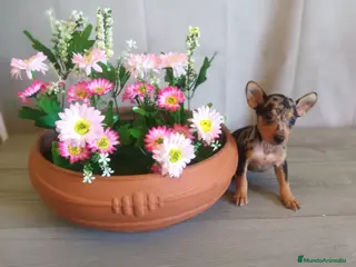 Pinscher Miniatura perros Preciosos cachorritos de Pinscher Miniatura 🐾 - Anuncio 18