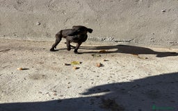 Pequeño Lebrel Italiano perros en venta: Pequeño lebrel italiano piccolo - Anuncio 16