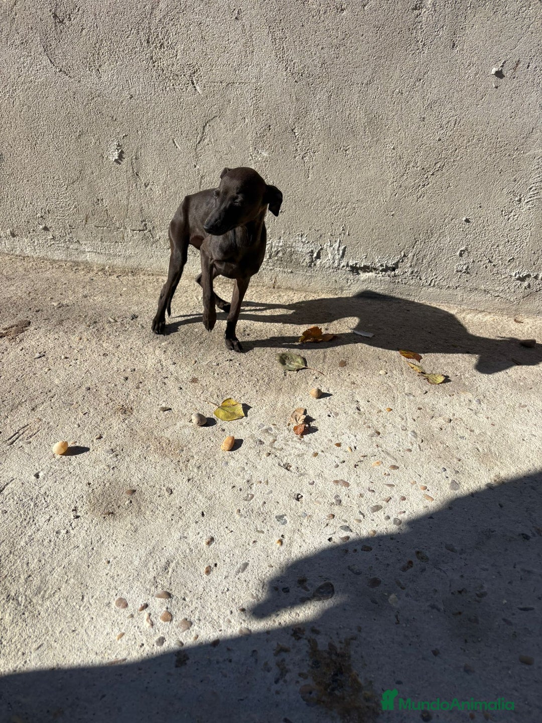 Pequeño Lebrel Italiano perros en venta: Pequeño lebrel italiano piccolo - Anuncio 16