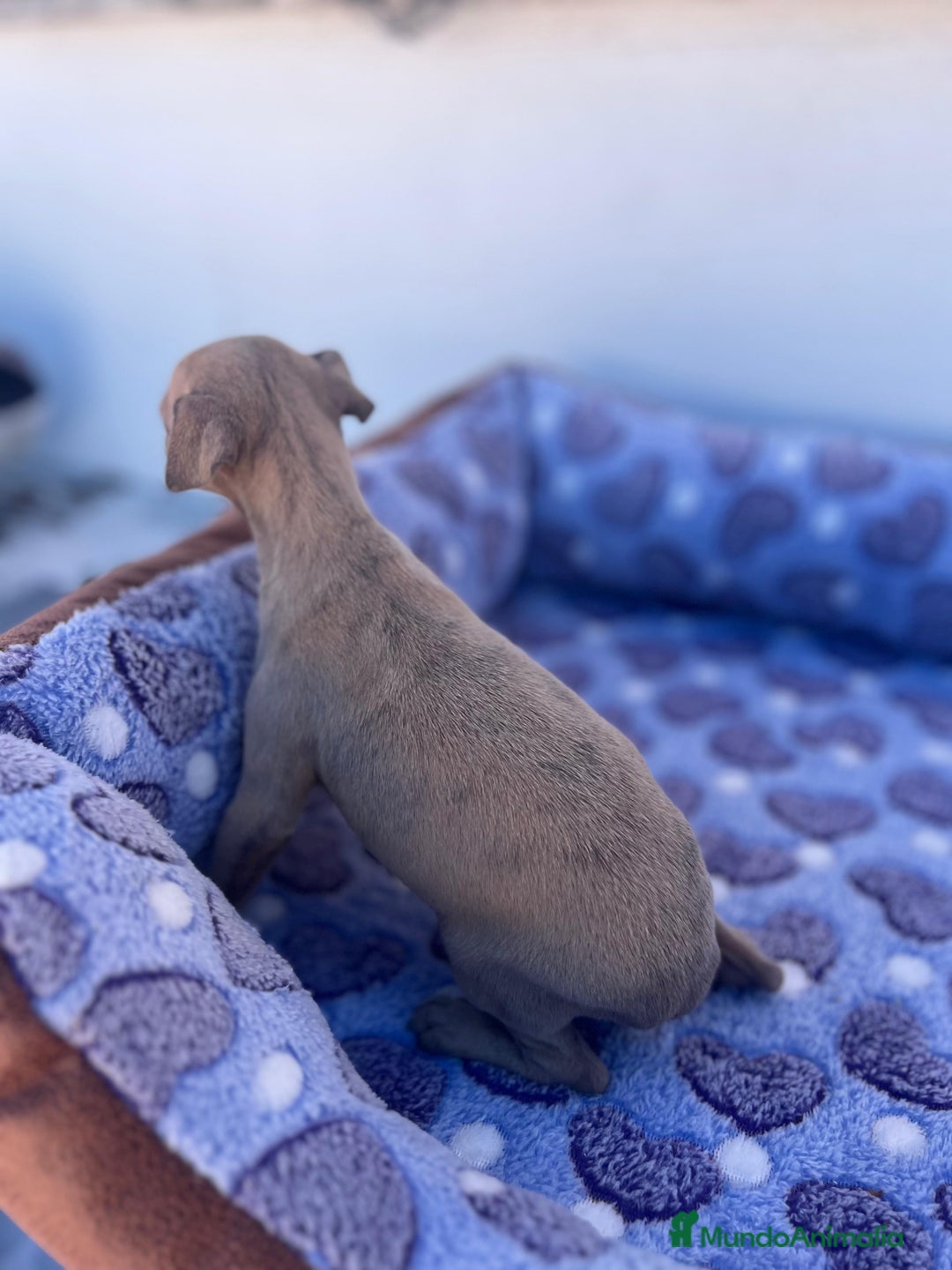 Whippet perros en venta: Whippet blue  - Imagen 30