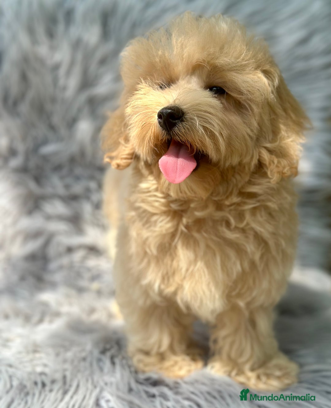 Maltipoo perros en venta: MACHITOS MALTIPOO DISPONIBLES - Imagen 3