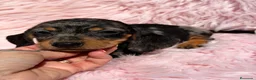 Teckel Miniatura perros en venta: Teckel mini arlequin Blue  - Anuncio 5