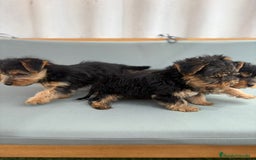 Yorkshire Terrier perros en venta: Yorkshire toy - Imagen 9