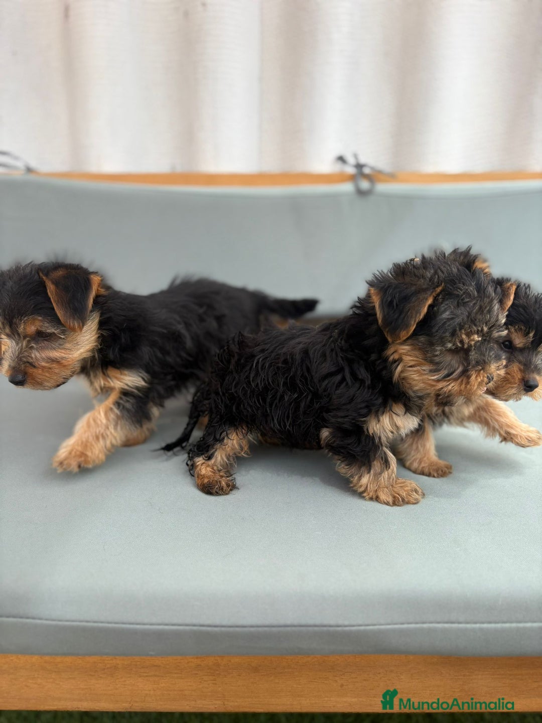 Yorkshire Terrier perros en venta: Yorkshire toy - Imagen 9