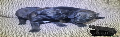 Perro Lobo Checoslovaco 2