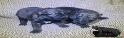 Perro Lobo Checoslovaco perros en venta: Perro lobo /wolfdog  - Anuncio 3