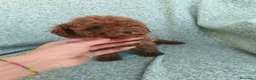 Caniche Toy perros en venta: Caniche Toy - Anuncio 7
