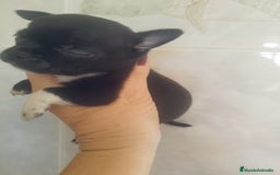 Chihuahua perros en venta: CHIHUAHUA MACHO TEA CUP - Imagen 2