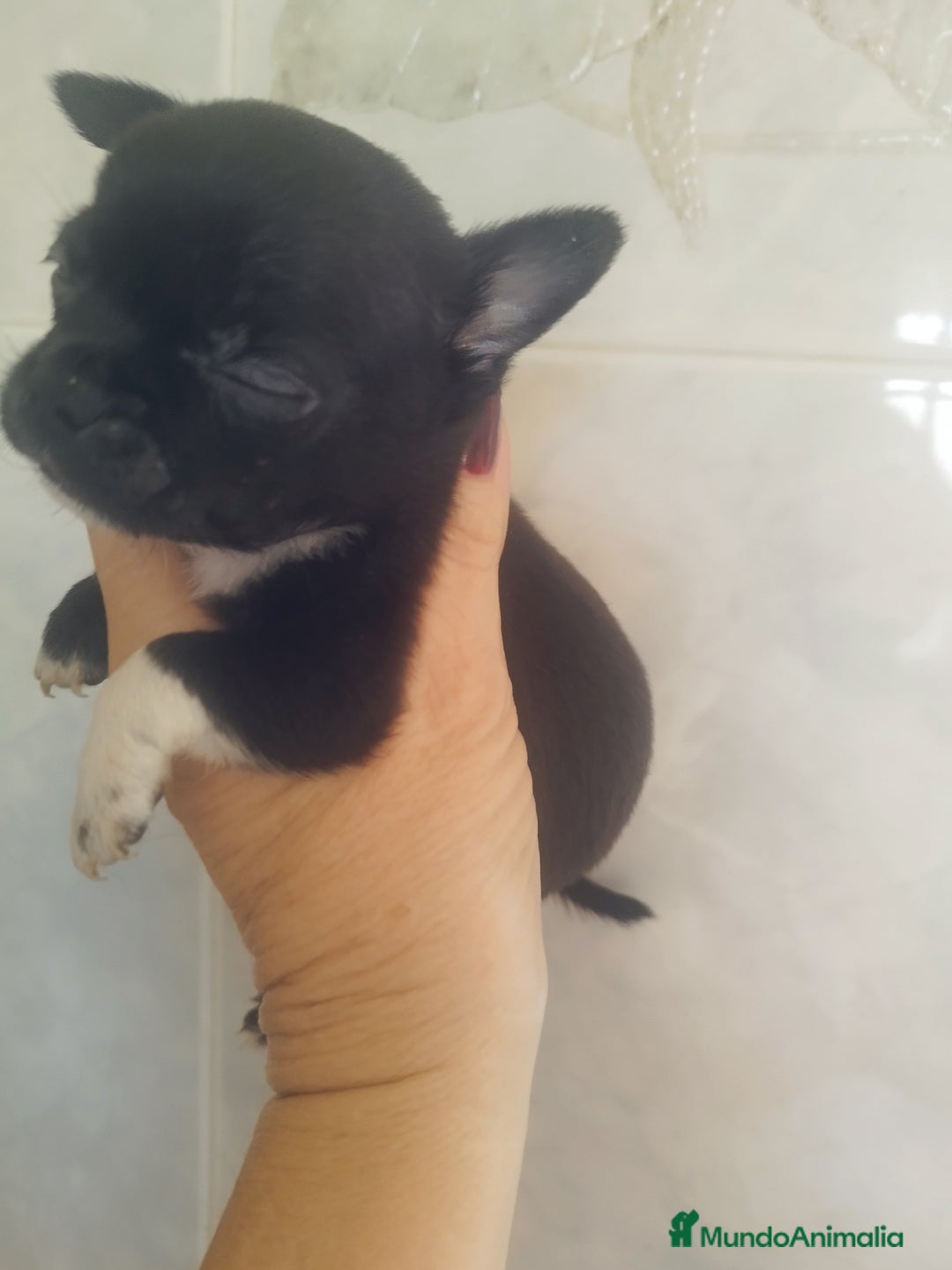 Chihuahua perros en venta: CHIHUAHUA MACHO TEA CUP - Imagen 2