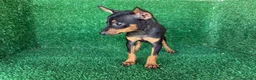 Pinscher Miniatura perros en venta: pinsher miniatura - Anuncio 8
