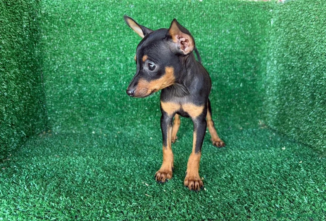 Pinscher Miniatura perros en venta: pinsher miniatura - Anuncio 8