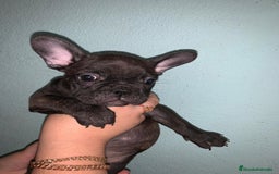Bulldog Francés perros en venta: Bulldog francés standar  - Imagen 4
