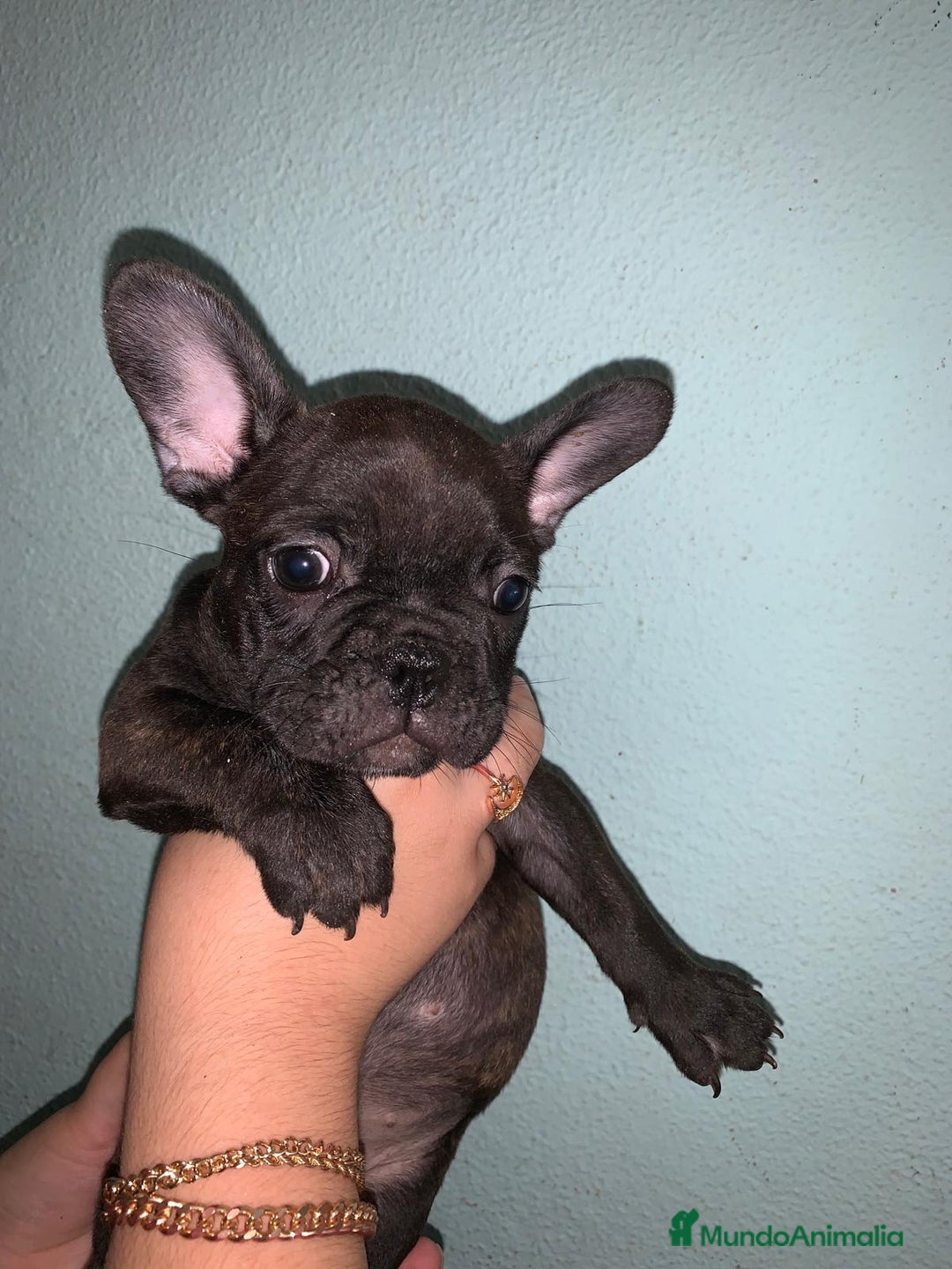 Bulldog Francés perros en venta: Bulldog francés standar  - Imagen 4