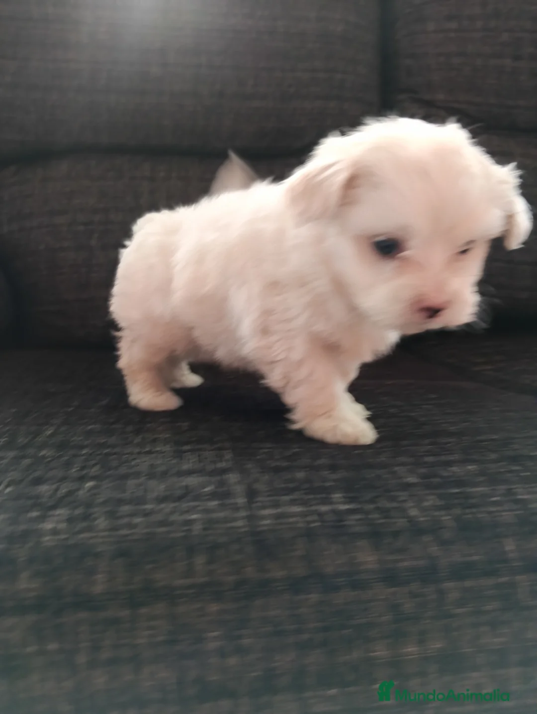 Bichón Maltés perros en venta: Bichón maltés línea americana - Anuncio 3