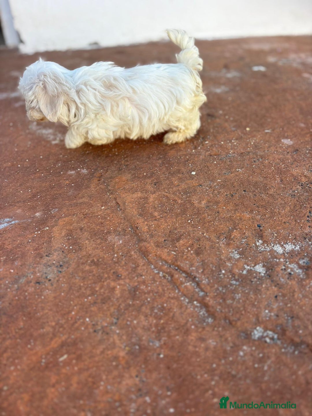 Bichón Maltés perros en venta: Bichon maltés toy  - Imagen 9