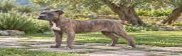 Cane Corso perros en venta: Cane corso  - Anuncio 1