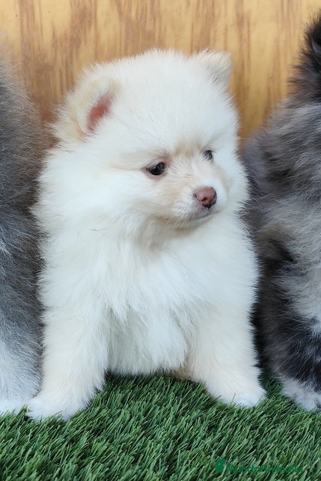 Pomsky perros en venta: Pomsky  - Anuncio 5