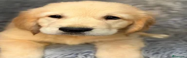 Golden Retriever 1