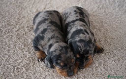 Teckel Miniatura perros en venta: 🐾 Fina y Delfina – Teckel miniatura 🐾 - Imagen 7