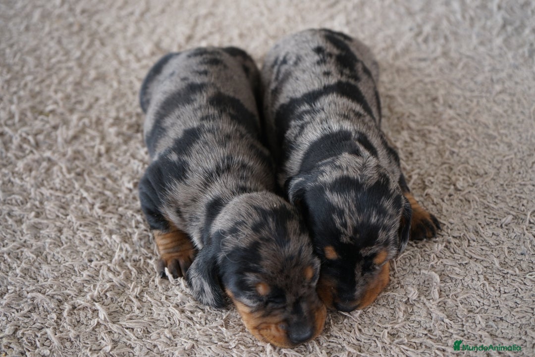Teckel Miniatura perros en venta: 🐾 Fina y Delfina – Teckel miniatura 🐾 - Imagen 7
