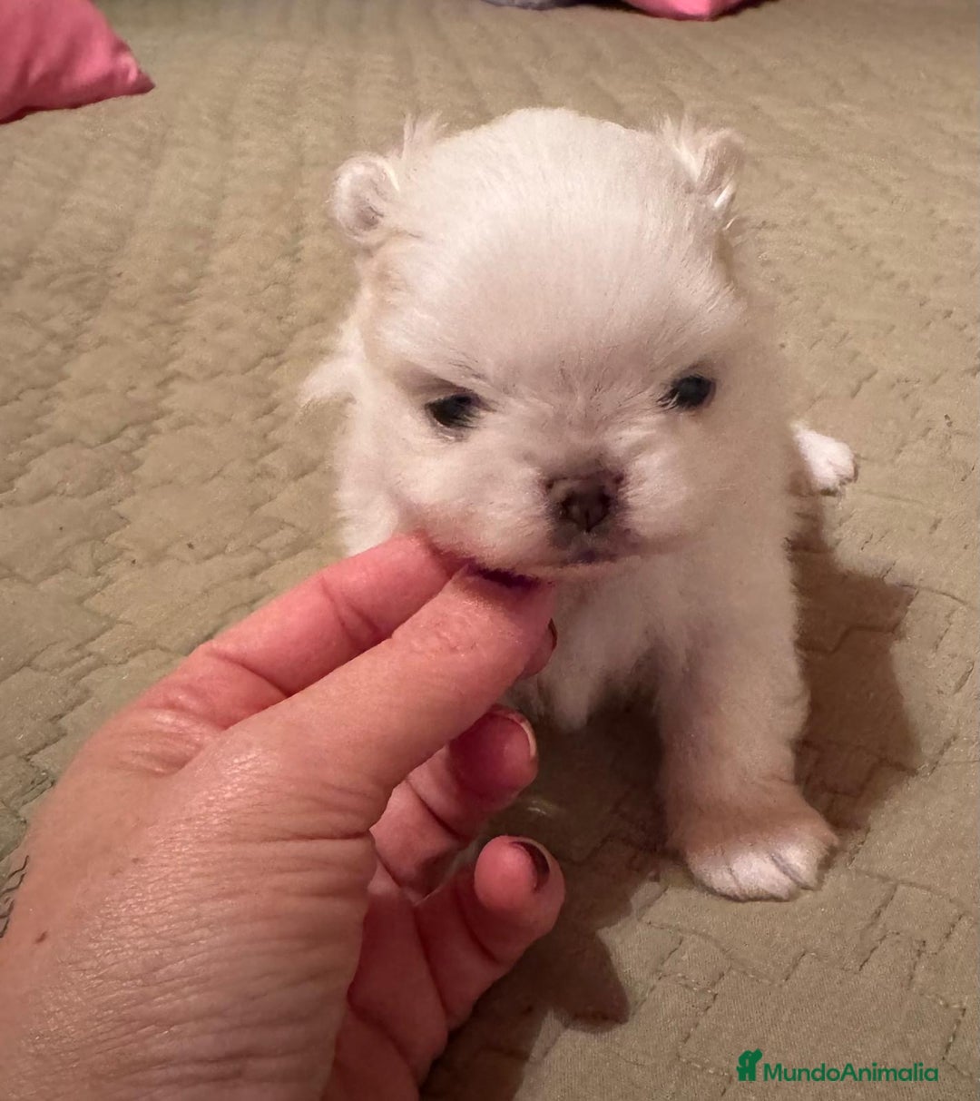 Pomchi perros en venta: Pomchi bebés disponibles - Anuncio 14