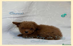 Caniche Toy perros en venta: Cachorros caniches toy - Imagen 5