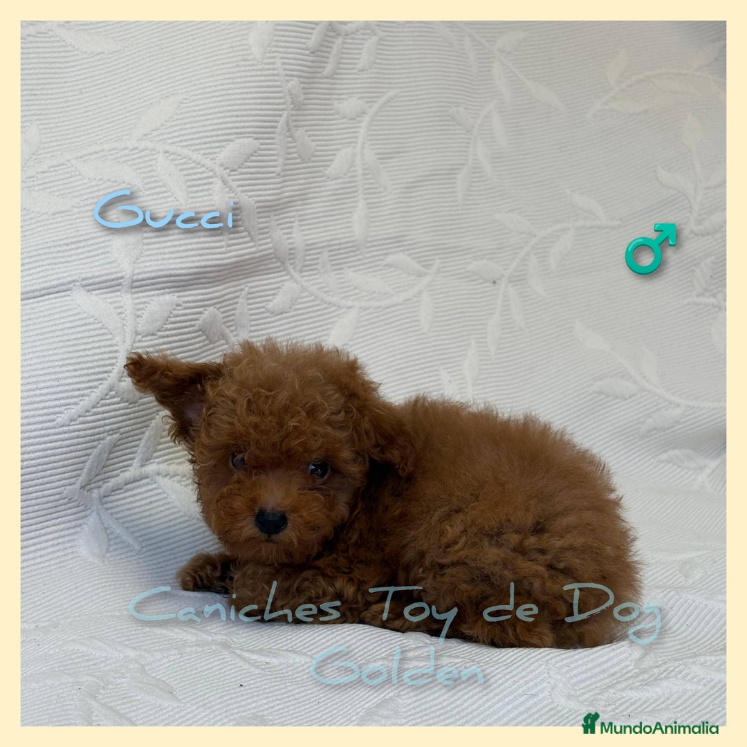 Caniche Toy perros en venta: Cachorros caniches toy - Imagen 5