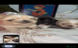 Pekinés perros en venta: Últimos bebitas de pequinezas  - Imagen 4
