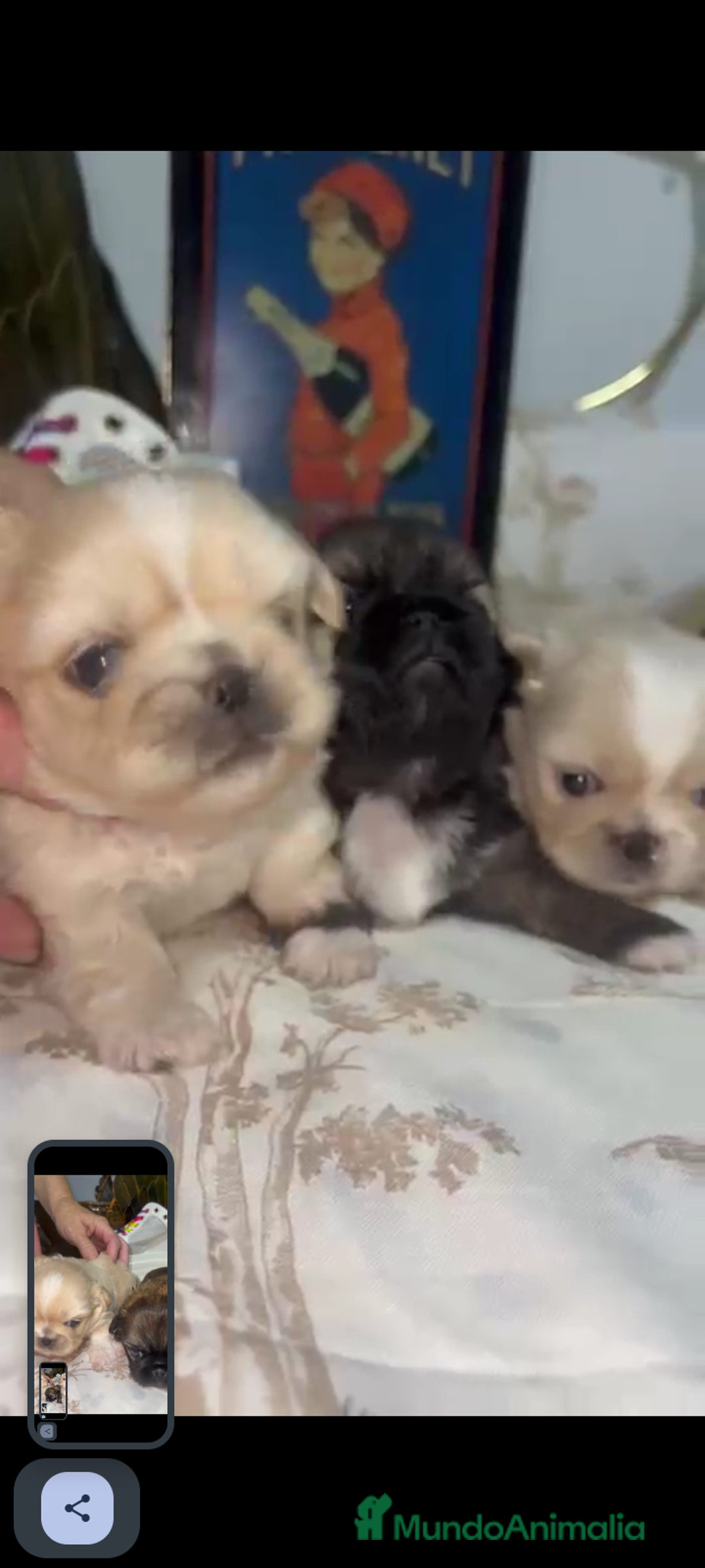Pekinés perros en venta: Últimos bebitas de pequinezas  - Imagen 4