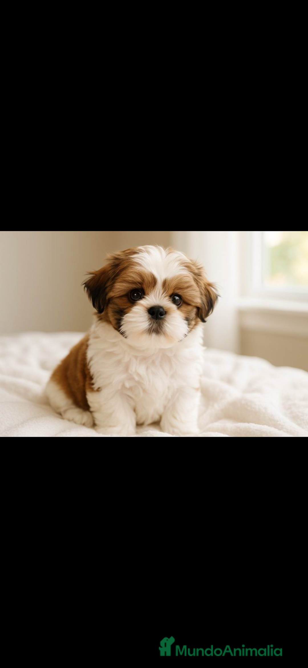 Shih Tzu perros en venta: Preciosa camada de Shih Tzu - Anuncio 2