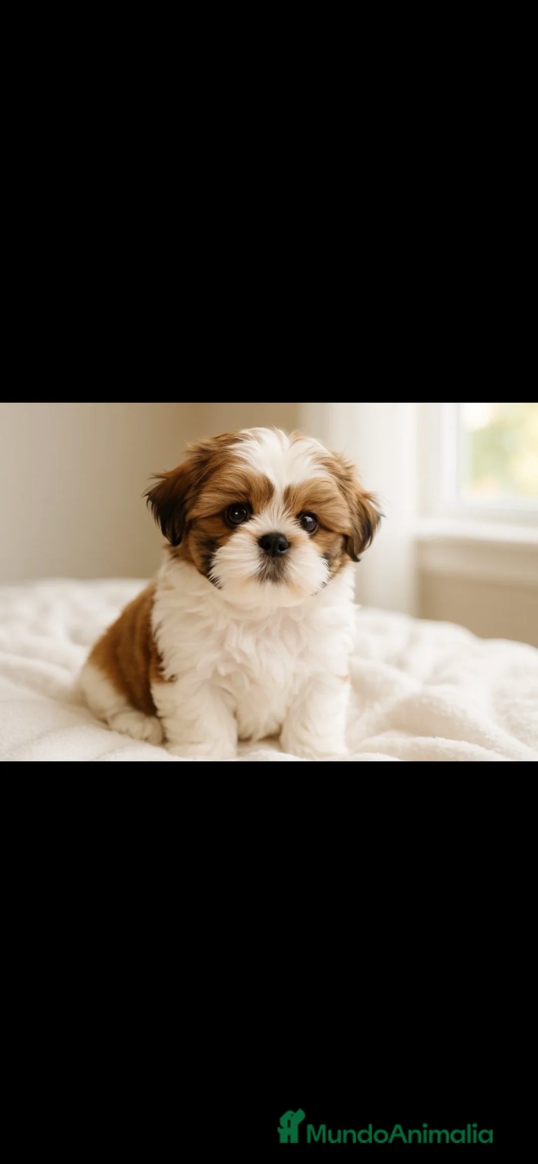 Shih Tzu perros en venta: Preciosa camada de Shih Tzu - Anuncio 2