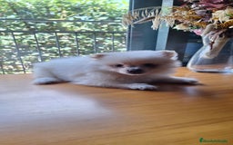 Pomerania perros en venta: Pomerania  - Imagen 3