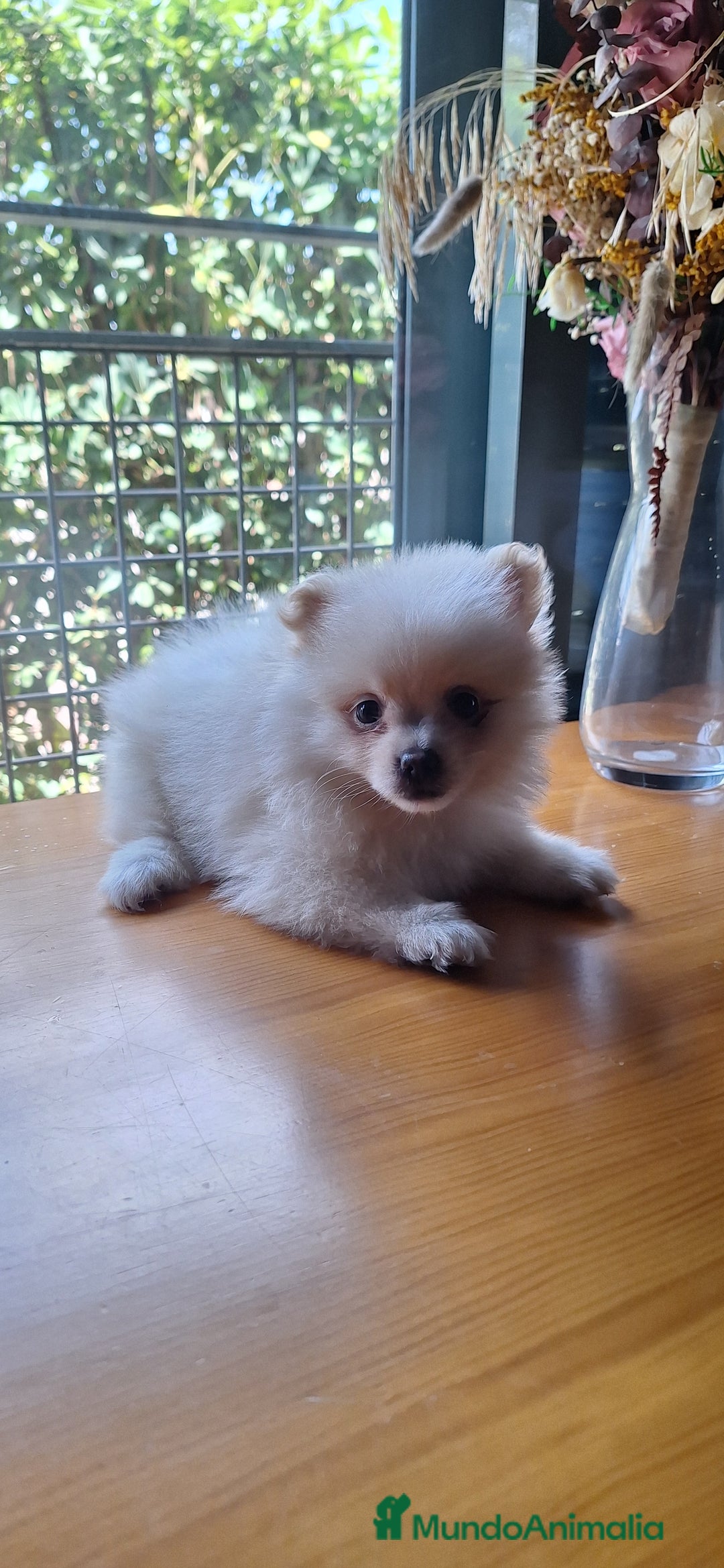 Pomerania perros en venta: Pomerania  - Imagen 3