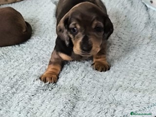 Teckel perros - Anuncio 14