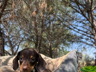 Teckel Miniatura perros - Anuncio 35