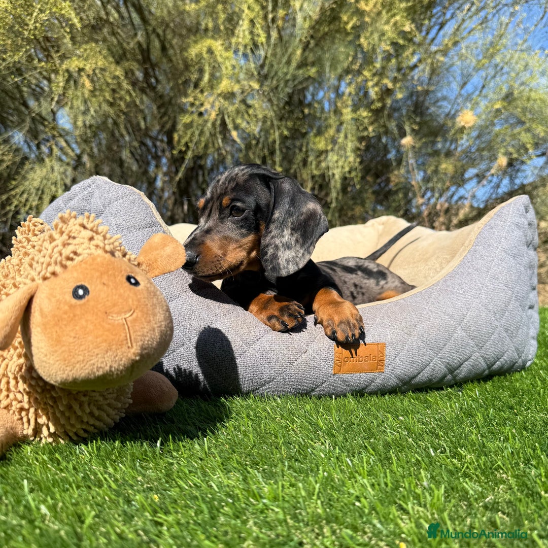 Teckel Miniatura perros en venta: TECKEL ARLEQUIN PLATA MACHO - Imagen 4