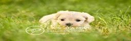 Maltipoo perros en venta: Hembras Maltipoo disponibles.  - Anuncio 2