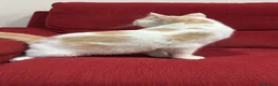 Británico de Pelo Corto gatos en venta: Precioso British arlequín  - Anuncio 6