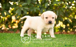 Labrador Retriever perros en venta: Cachorros de labrador dorado - Imagen 5