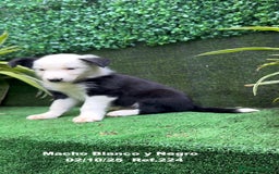 Border Collie perros en venta: BORDER COLLIE - Anuncio 24