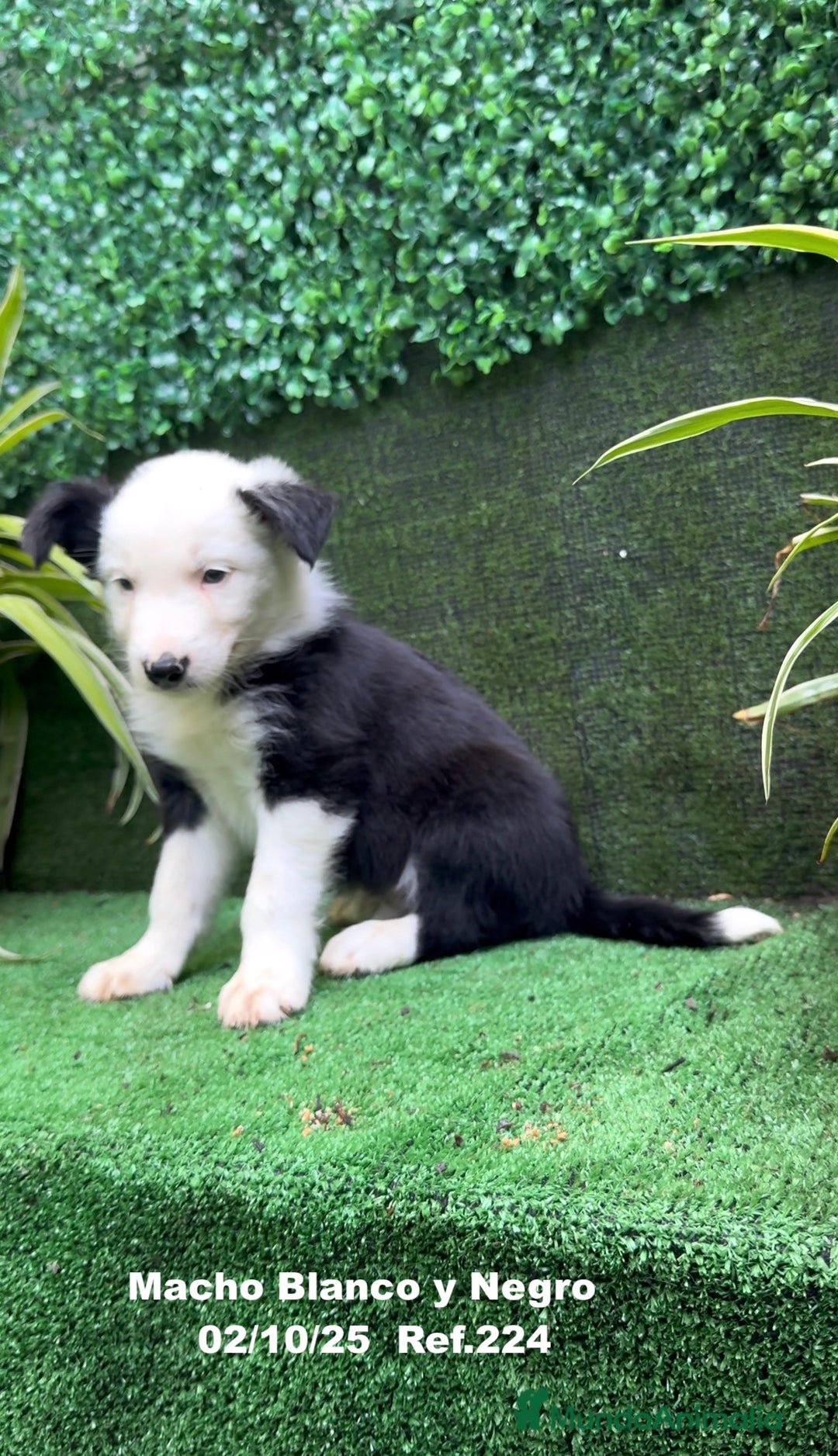 Border Collie perros en venta: BORDER COLLIE - Anuncio 24