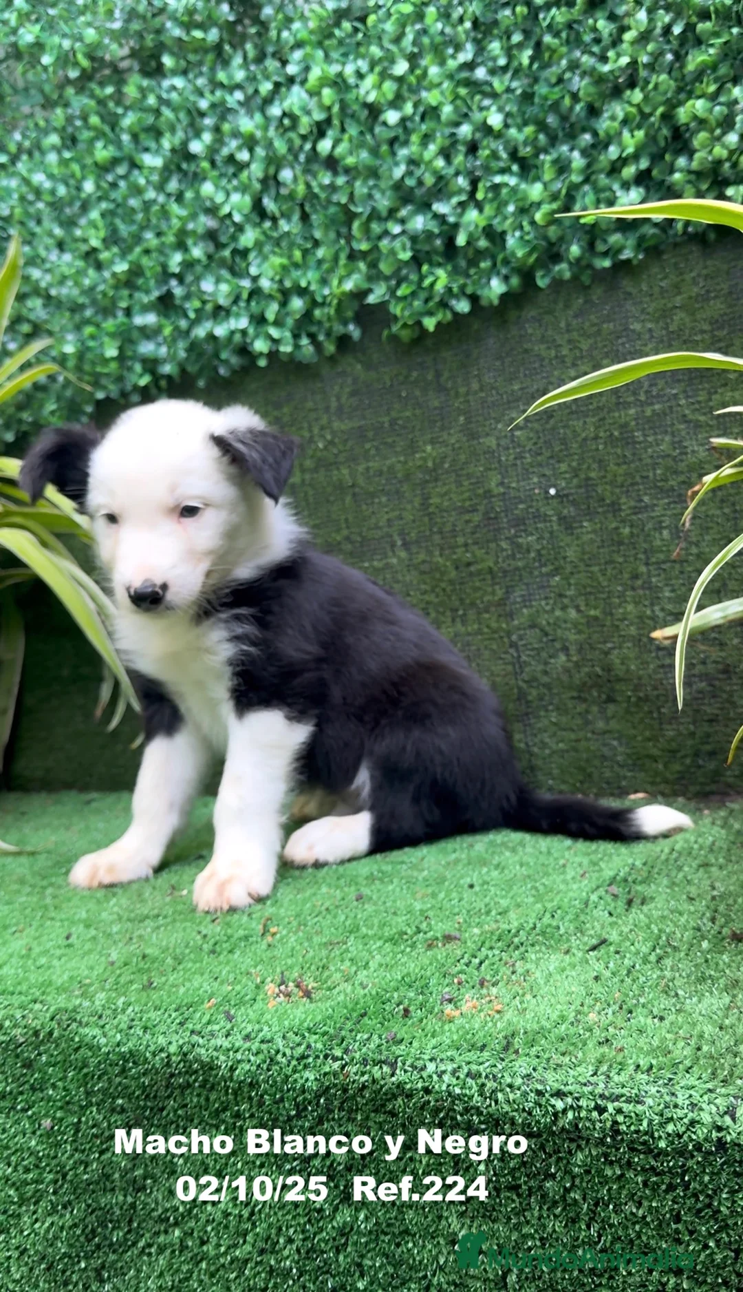 Border Collie perros en venta: BORDER COLLIE - Anuncio 24