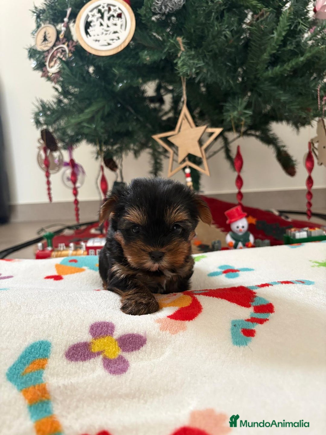 Yorkshire Terrier perros en venta:  ✨ Cachorritos Yorkshire (Yorkies) – Exclusividad, - Anuncio 2