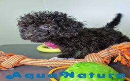 Caniche Toy perros en venta: Caniche Hembra CJMM 4170 AQUANATURA - Imagen 3