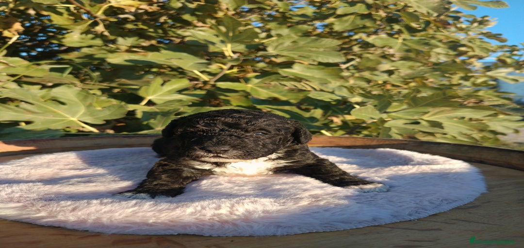 Imagen de galería {{count}}