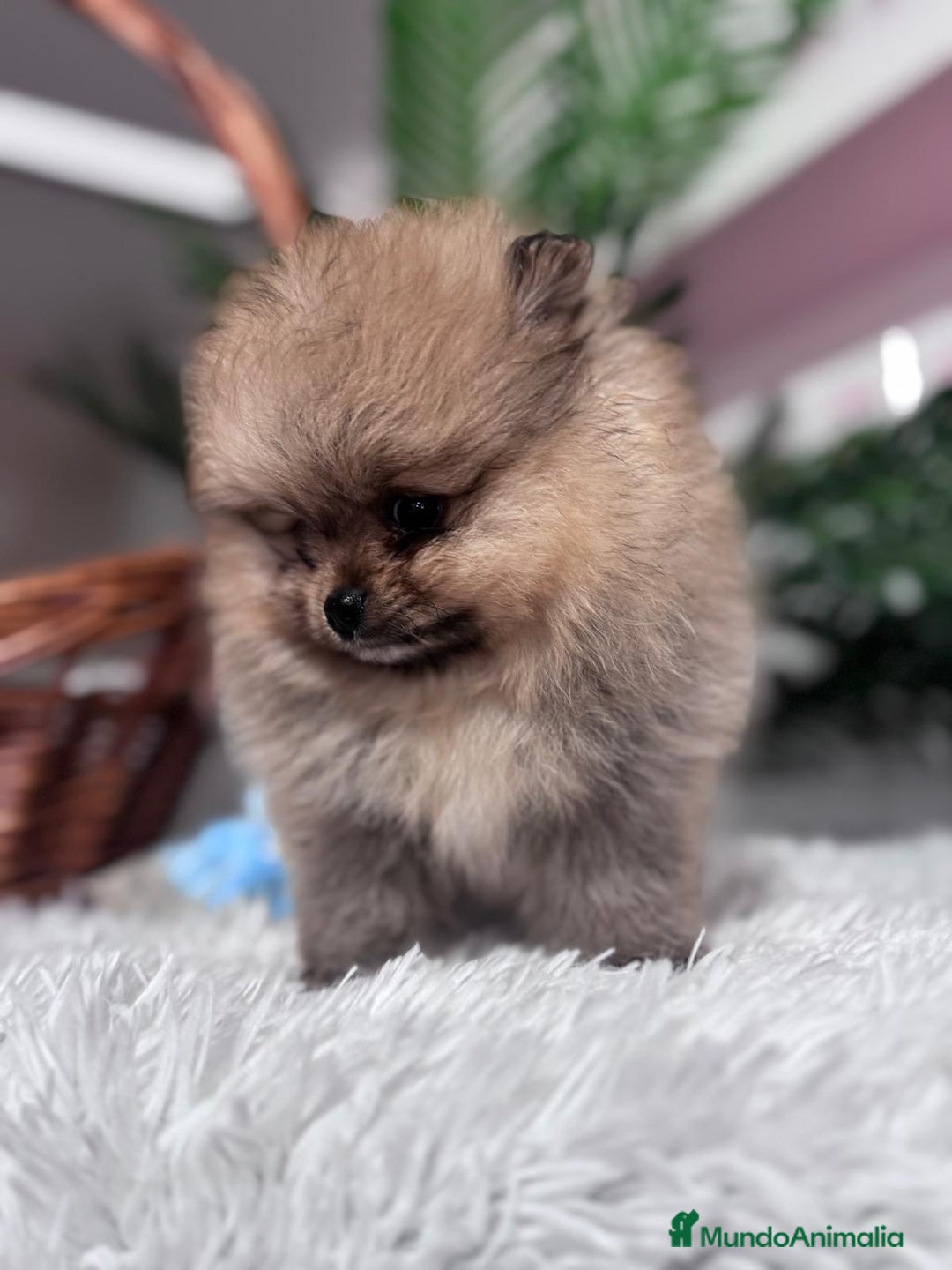 Pomerania perros en venta: POMERANIA CARITA DE OSITO - Anuncio 2