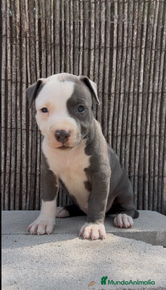 American Staffordshire-Terrier perros Amstaff - Anuncio 1