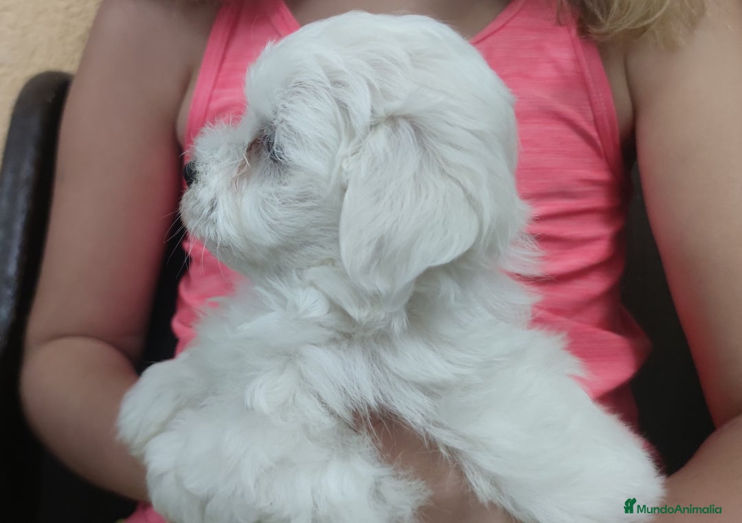 Bichón Maltés perros en venta: Maltés Toy. - Imagen 4